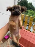 Neném 
