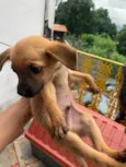 Neném 