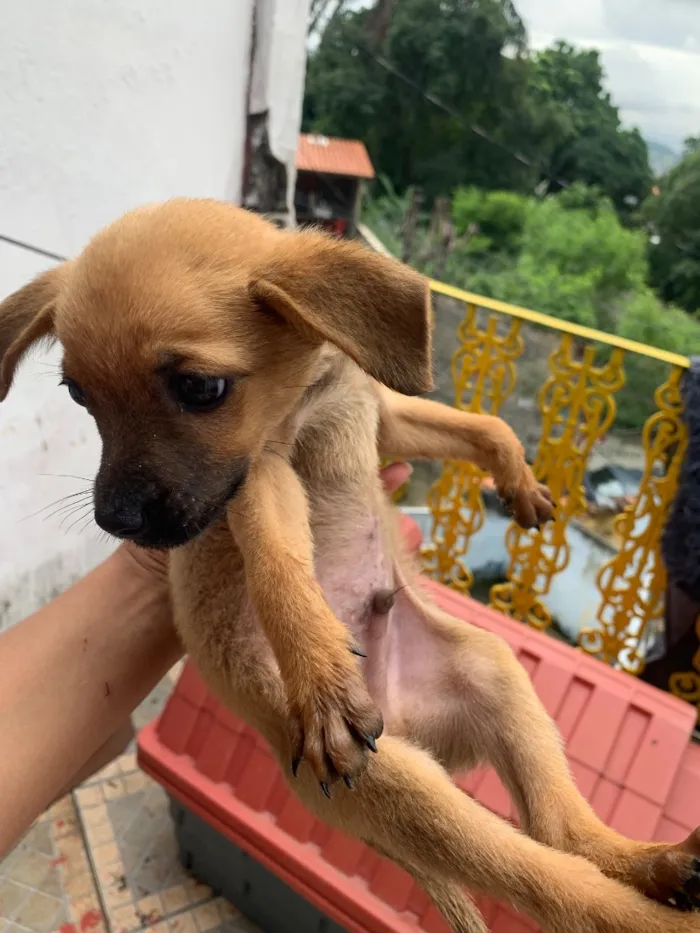 Cachorro raça SRD-ViraLata idade 2 a 6 meses nome Neném 