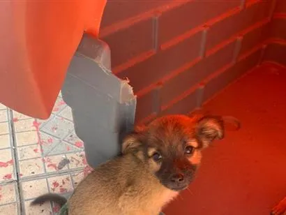Cachorro raça SRD-ViraLata idade 2 a 6 meses nome Neném 