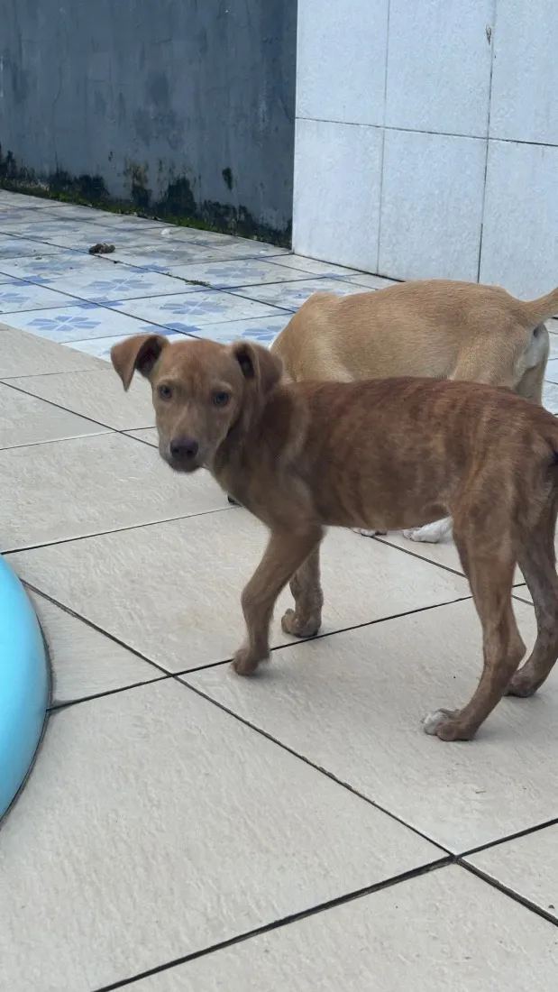 Cachorro raça SRD-ViraLata idade 2 a 6 meses nome Mel