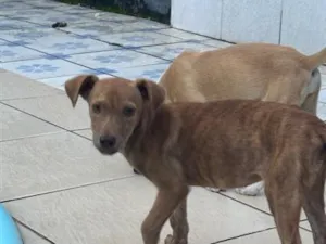 Cachorro raça SRD-ViraLata idade 2 a 6 meses nome Mel