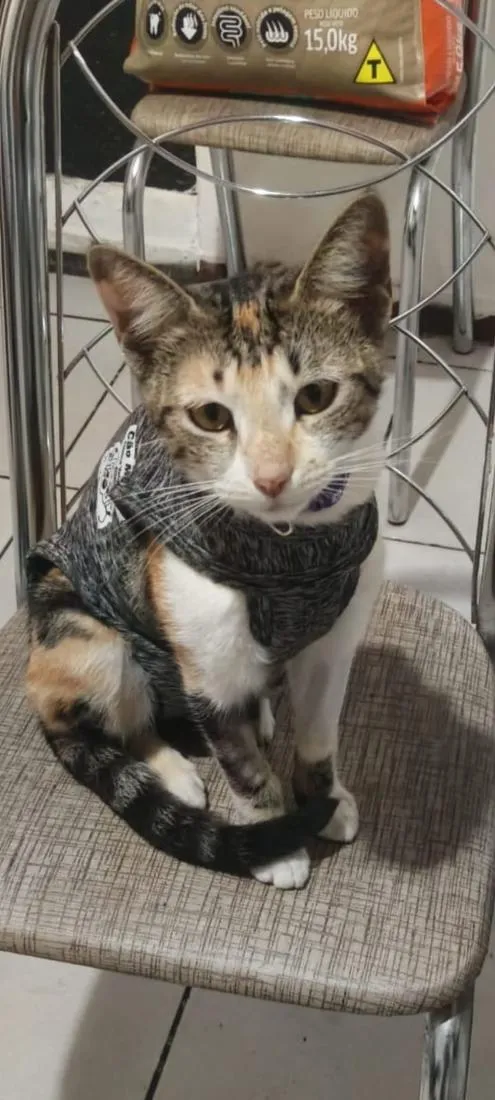 Gato raça SRD-ViraLata idade 7 a 11 meses nome Jelly 