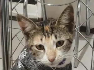 Gato raça SRD-ViraLata idade 7 a 11 meses nome Jelly 