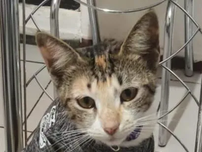 Gato raça SRD-ViraLata idade 7 a 11 meses nome Jelly 
