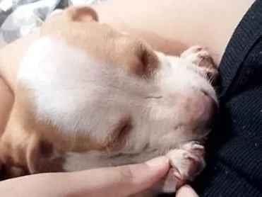 Cachorro raça SRD-ViraLata idade Abaixo de 2 meses nome pandora 