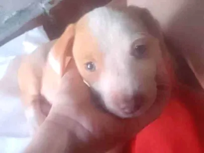 Cachorro raça SRD-ViraLata idade Abaixo de 2 meses nome pandora 