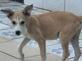 Cachorro raça SRD-ViraLata idade 2 a 6 meses nome Lola