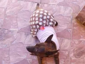 Cachorro raça SRD-ViraLata idade 7 a 11 meses nome Greta
