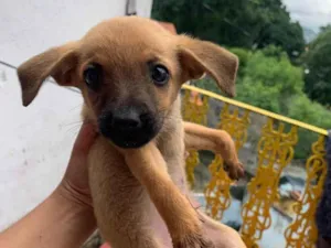 Cachorro raça SRD-ViraLata idade 2 a 6 meses nome Neném 