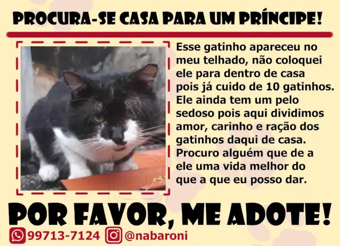 Gato raça SRD-ViraLata idade 1 ano nome Bubu