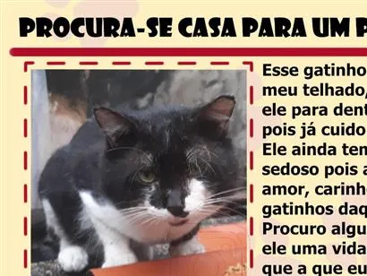 Gato raça SRD-ViraLata idade 1 ano nome Bubu