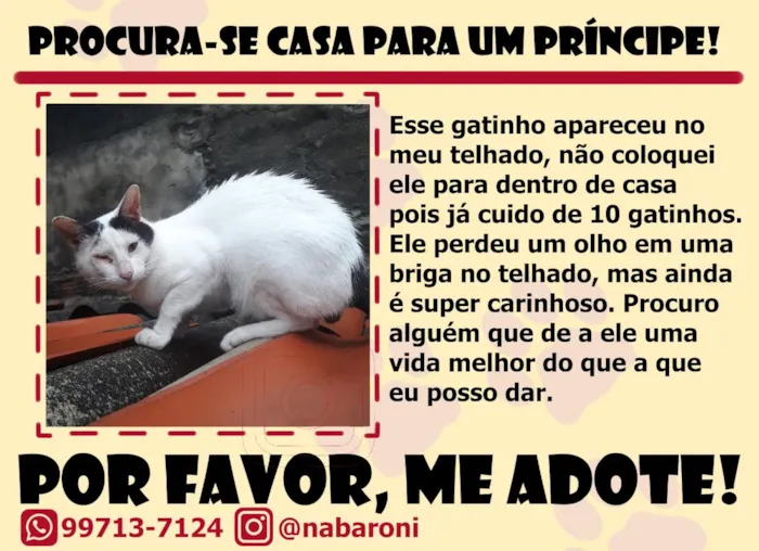 Gato raça SRD-ViraLata idade 1 ano nome Calvin