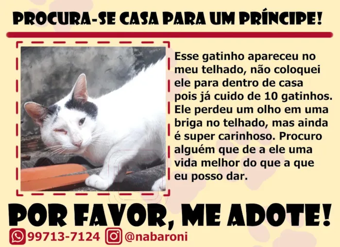 Gato raça SRD-ViraLata idade 1 ano nome Calvin