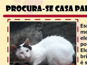 Gato raça SRD-ViraLata idade 1 ano nome Calvin