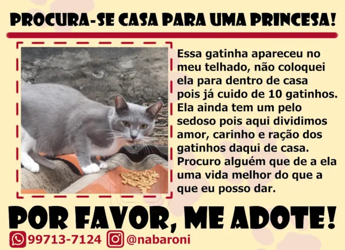 Gato raça SRD-ViraLata idade 1 ano nome Tori