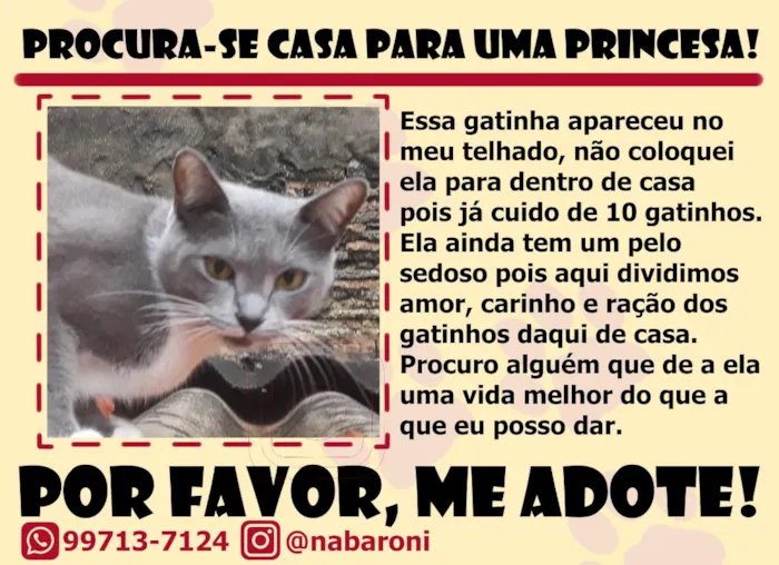 Gato raça SRD-ViraLata idade 1 ano nome Tori