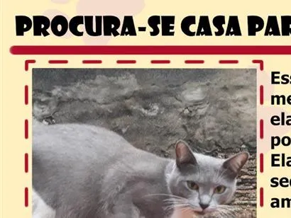 Gato raça SRD-ViraLata idade 1 ano nome Tori