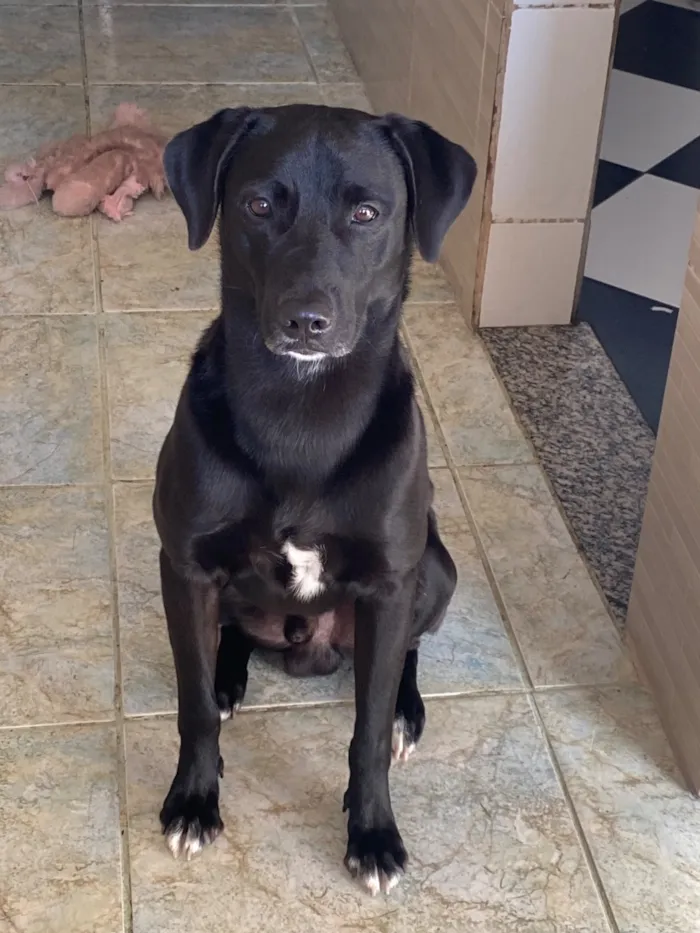 Cachorro raça SRD-ViraLata idade 3 anos nome Duque