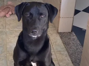 Cachorro raça SRD-ViraLata idade 3 anos nome Duque