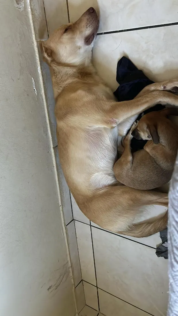 Cachorro raça SRD-ViraLata idade 1 ano nome Lionel