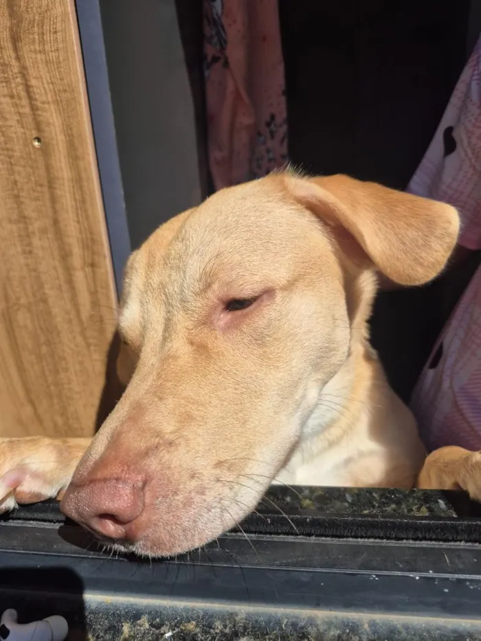 Cachorro raça SRD-ViraLata idade 1 ano nome Lionel