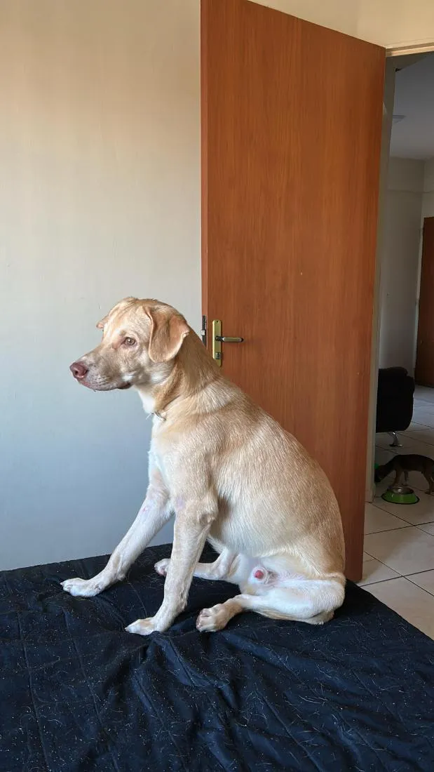 Cachorro raça SRD-ViraLata idade 1 ano nome Lionel