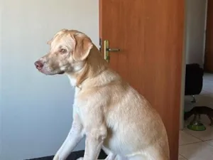 Cachorro raça SRD-ViraLata idade 1 ano nome Lionel