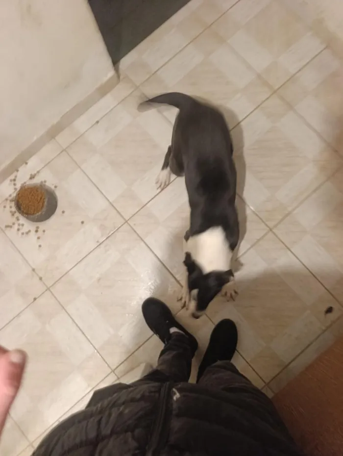 Cachorro raça SRD-ViraLata idade 7 a 11 meses nome FRED