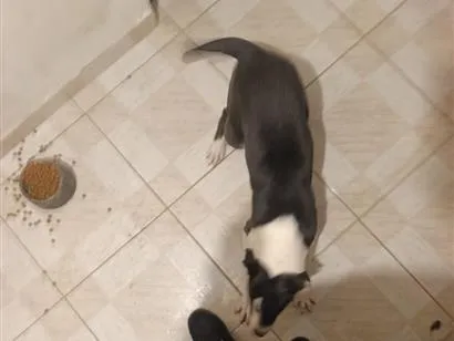Cachorro raça SRD-ViraLata idade 7 a 11 meses nome FRED