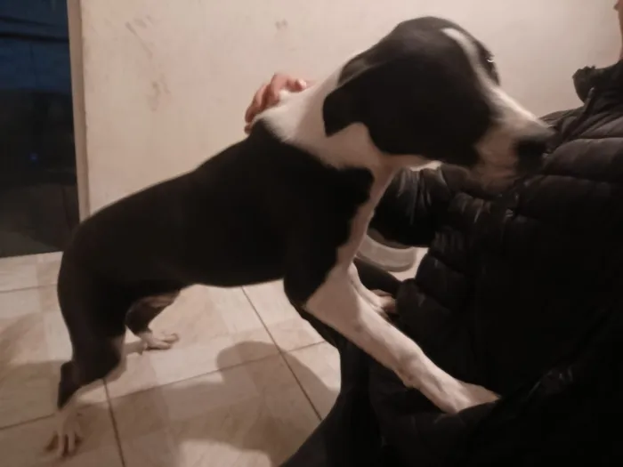 Cachorro raça SRD-ViraLata idade 7 a 11 meses nome FRED