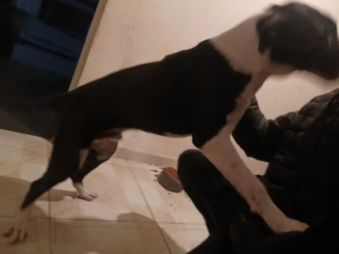 Cachorro raça SRD-ViraLata idade 7 a 11 meses nome FRED
