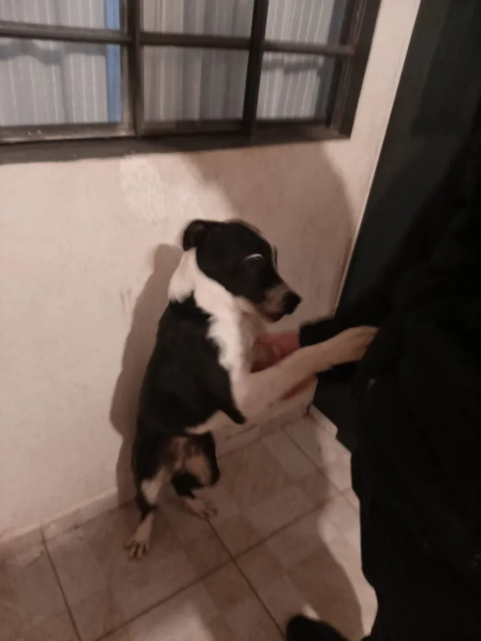 Cachorro raça SRD-ViraLata idade 7 a 11 meses nome FRED