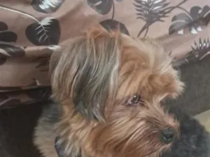 Cachorro raça SRD-ViraLata idade 2 a 6 meses nome .
