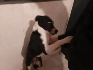 Cachorro raça SRD-ViraLata idade 7 a 11 meses nome FRED