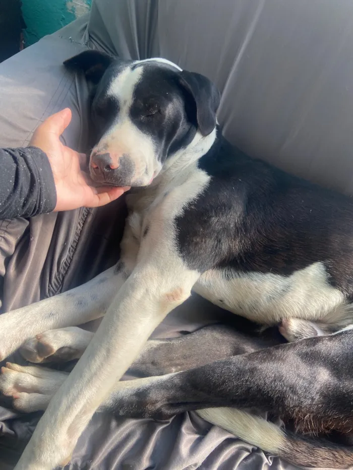 Cachorro raça SRD-ViraLata idade 1 ano nome CPB