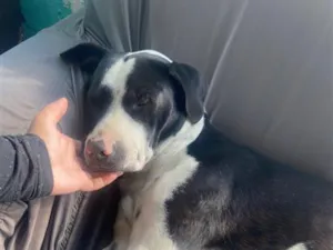 Cachorro raça SRD-ViraLata idade 1 ano nome CPB