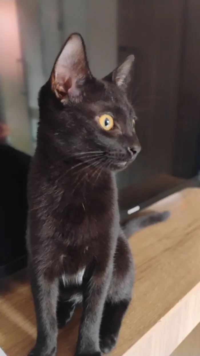 Gato raça SRD-ViraLata idade 2 a 6 meses nome estrela, não é castrada!