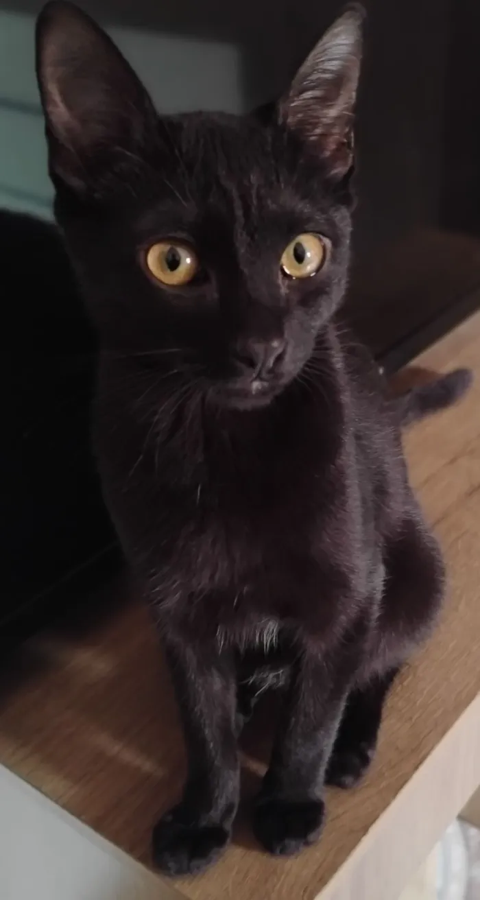 Gato raça SRD-ViraLata idade 2 a 6 meses nome estrela, não é castrada!