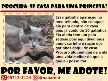 Gato raça SRD-ViraLata idade 1 ano nome Tori