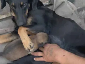 Cachorro raça SRD-ViraLata idade 1 ano nome Não há 