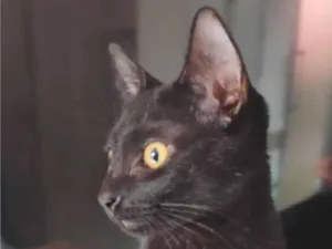 Gato raça SRD-ViraLata idade 2 a 6 meses nome estrela, não é castrada!
