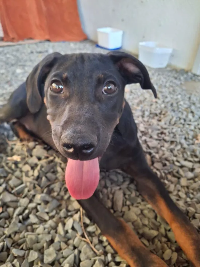 Cachorro raça SRD-ViraLata idade 7 a 11 meses nome pitoco 