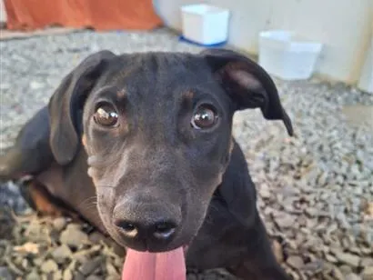 Cachorro raça SRD-ViraLata idade 7 a 11 meses nome pitoco 