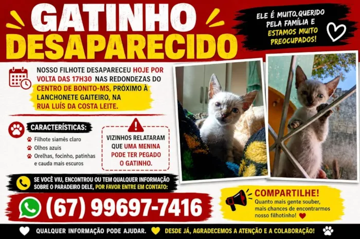 Gato raça Siamês idade 2 a 6 meses nome guri