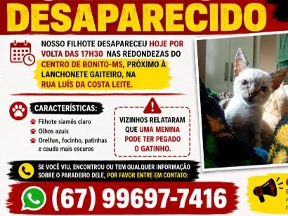 Gato raça Siamês idade 2 a 6 meses nome guri