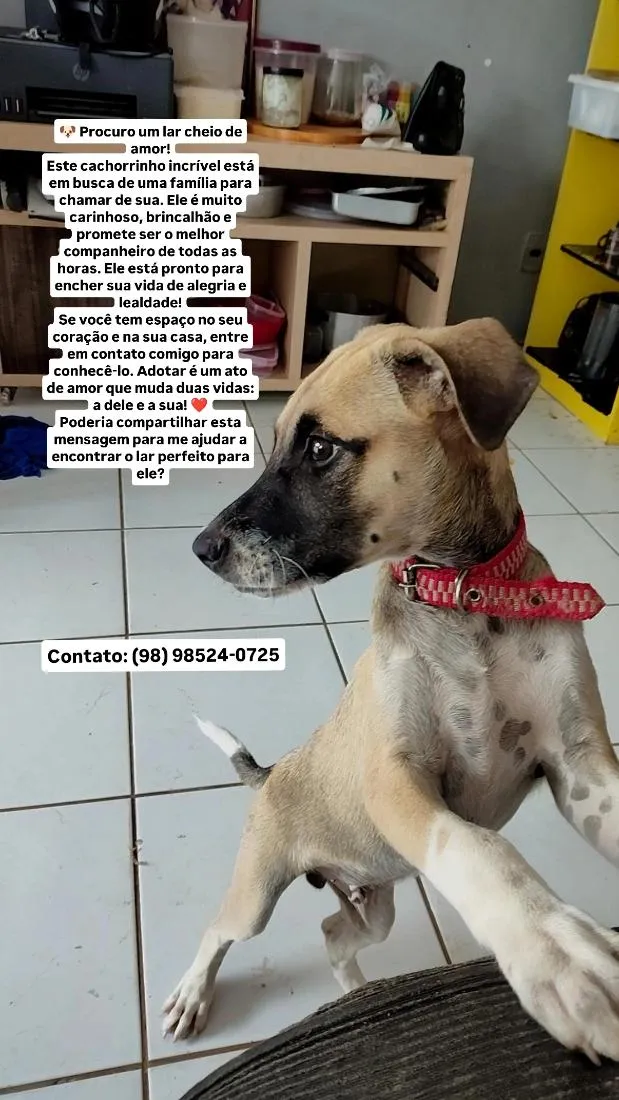 Cachorro raça SRD-ViraLata idade 2 a 6 meses nome Toby 