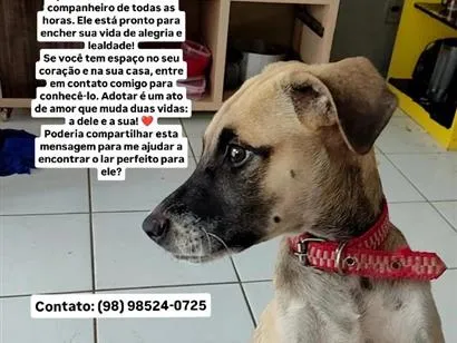 Cachorro raça SRD-ViraLata idade 2 a 6 meses nome Toby 