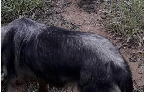 Cachorro raça Border-collie idade 6 ou mais anos nome Gris