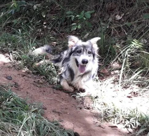 Cachorro raça Border-collie idade 6 ou mais anos nome Gris